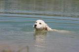 GOLDEN RETRIEVER 897